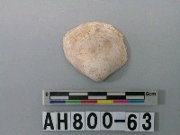 藏品(貝類)的圖片